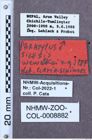 Etikette zu Silesis wewalkai (Platia & Schimmel, 1991) (NHMW-ZOO-COL-0008882)